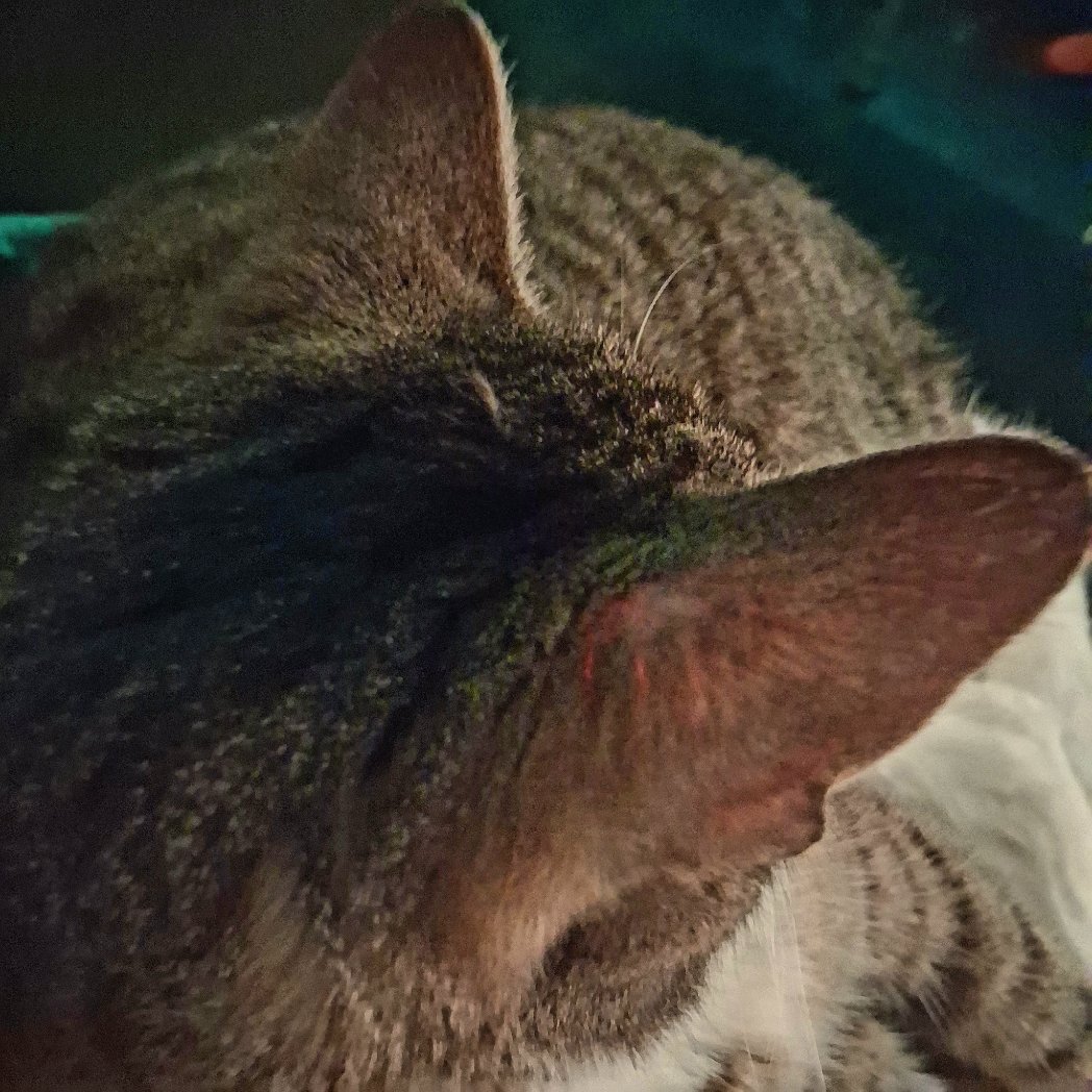 LoveCrosStitch's tweet image. Mummy 2 says my ears are cute. Do you all agree?

#lifeofmuffin #catsoffacebook #catsonx #catsofinstagram #fureverlovedsar