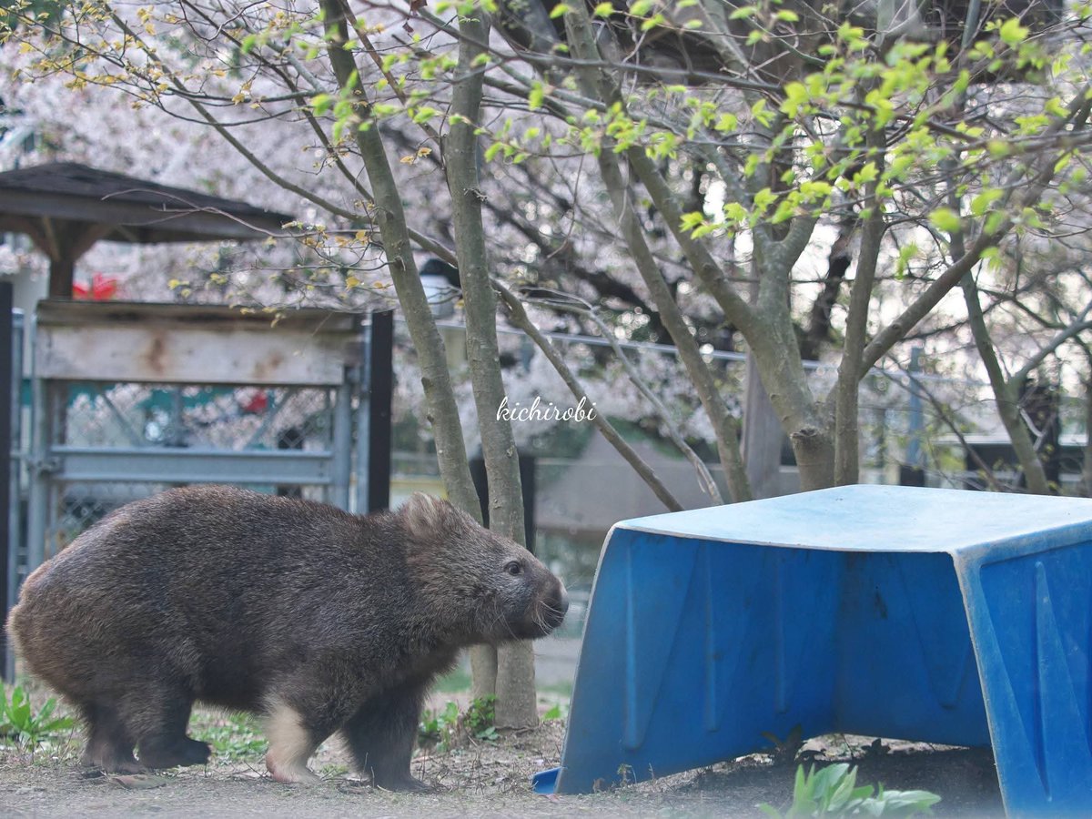 kichirobi tweet media