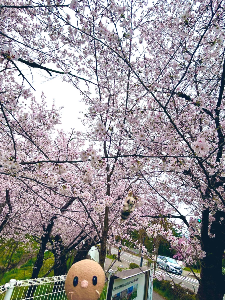 ちゃあみぃ&マスコッツ tweet media