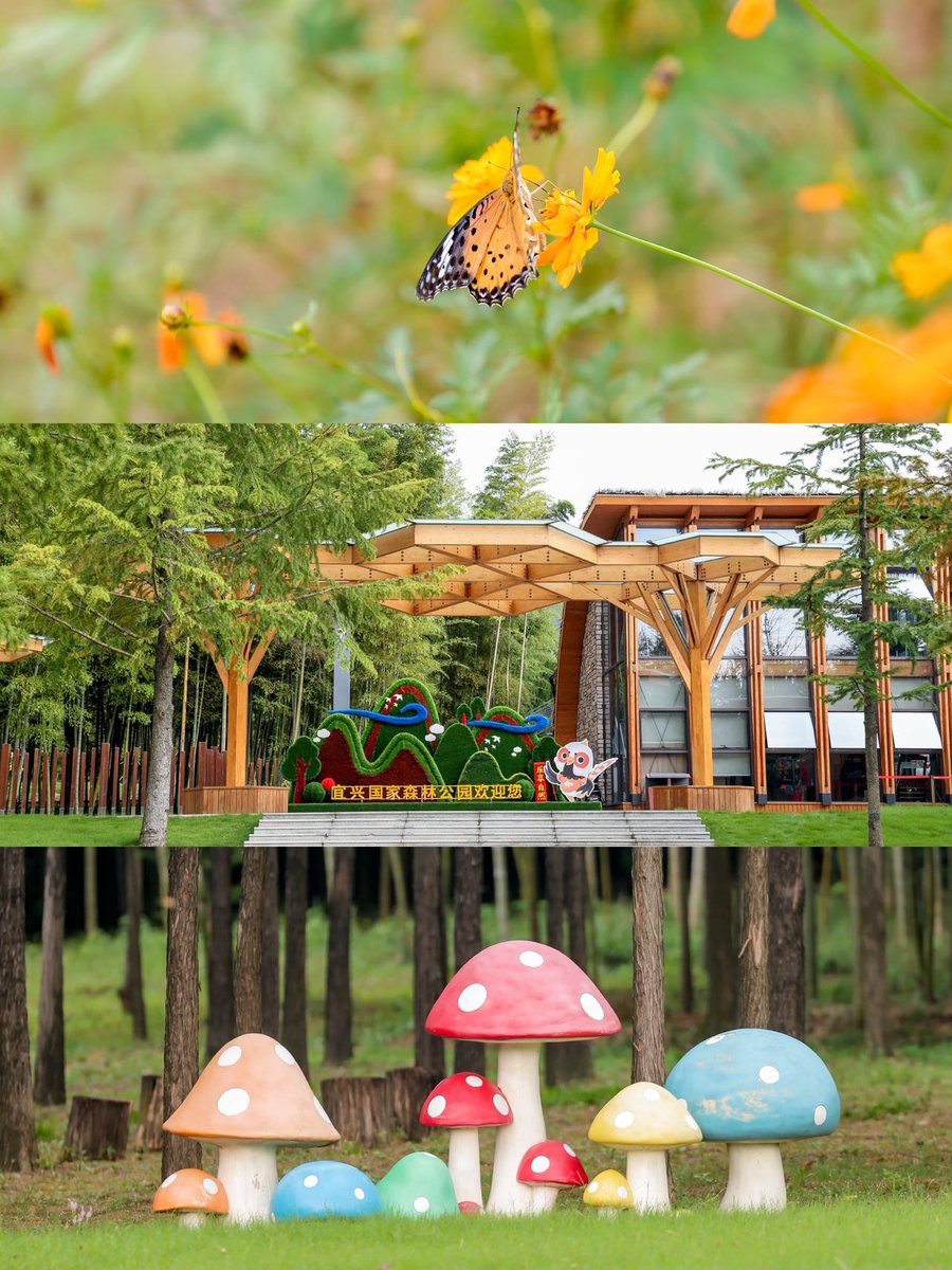 sandzaktar azer tweet media