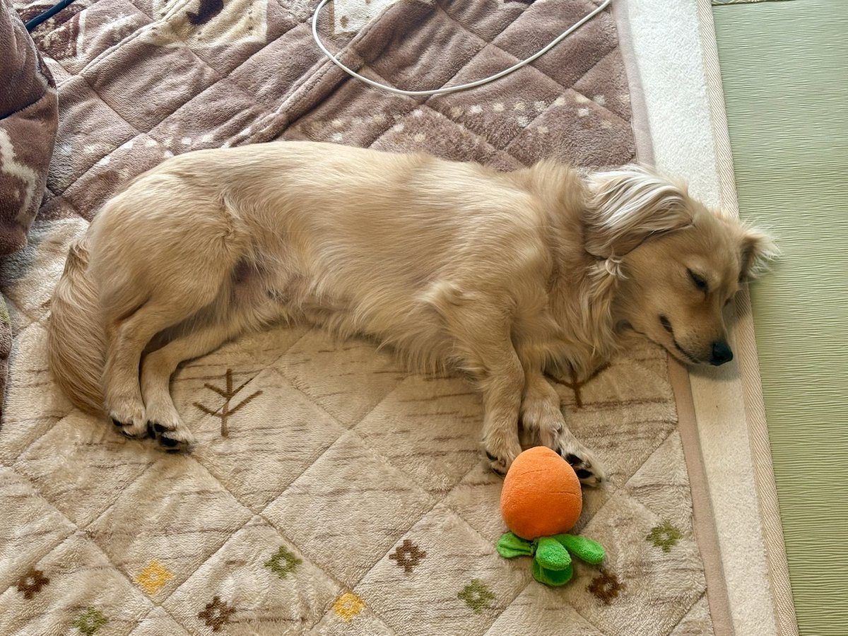 チワックスのうどん tweet media