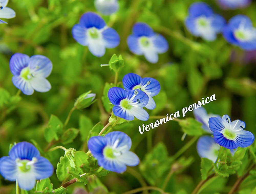 らん🍓 tweet media