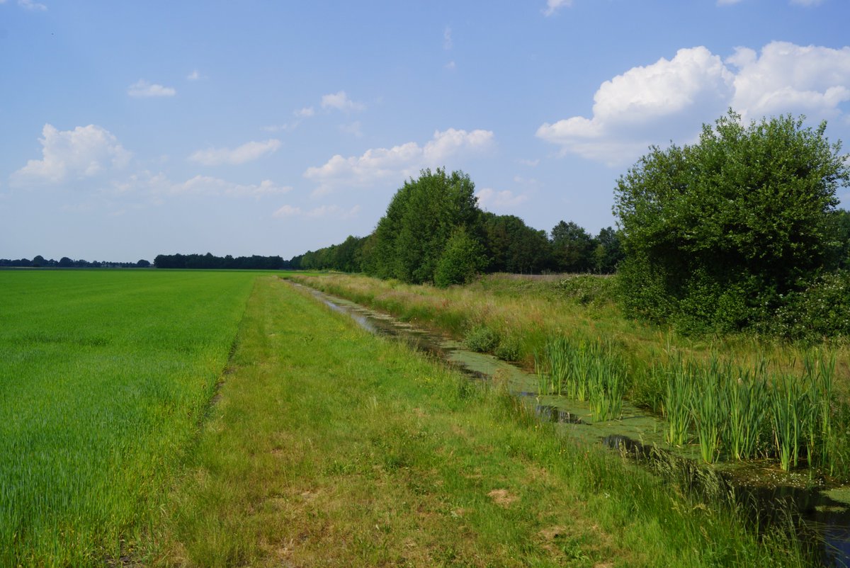 Geesje Rotgers tweet media