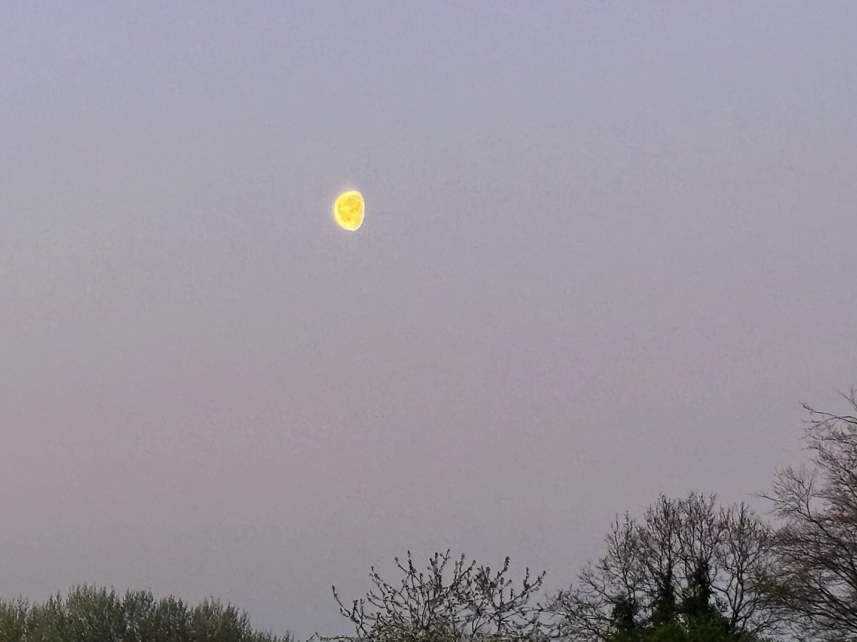 DevilMayCare tweet media