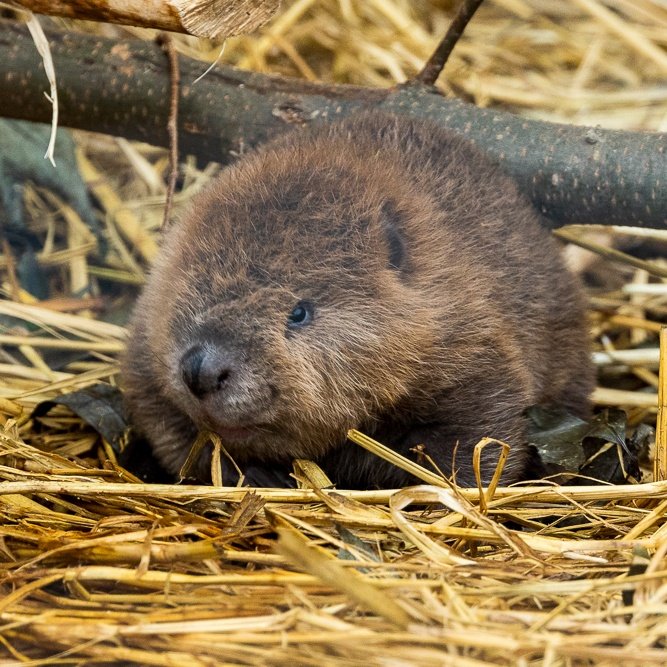 ニラオ tweet media