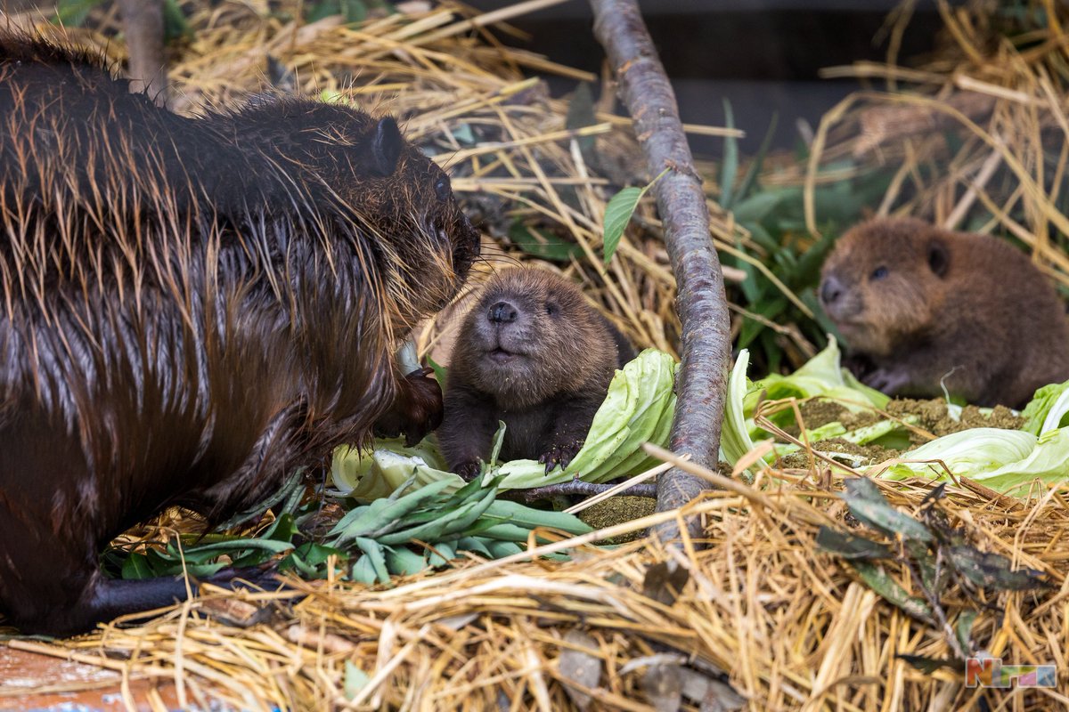 ニラオ tweet media