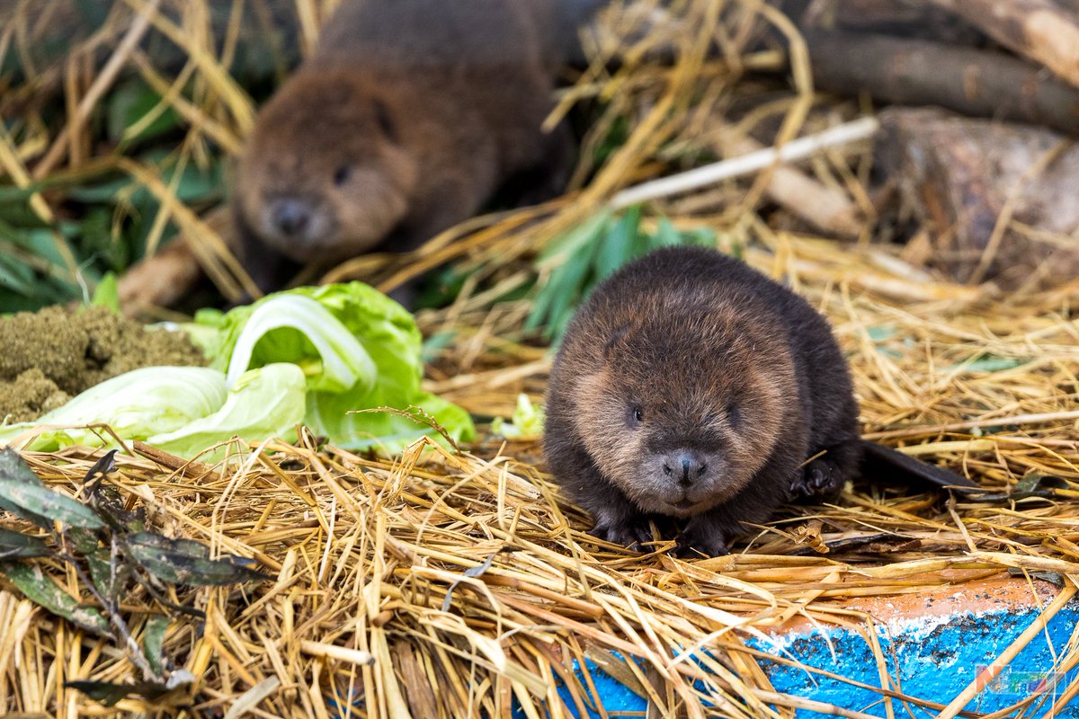 ニラオ tweet media