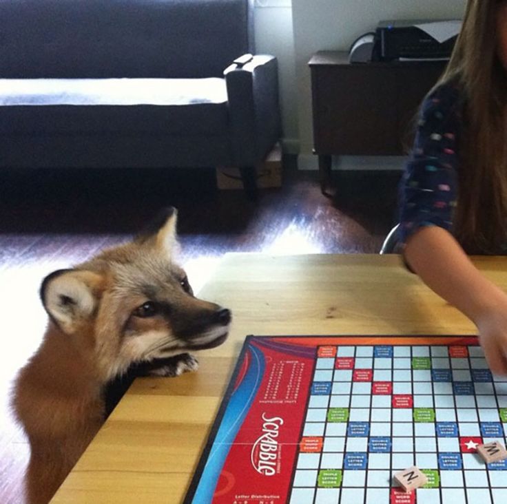 🍁 𝓣𝓱𝓮 𝓕𝓸𝔁 𝓛𝓲𝓯𝓮 🌾🦊 tweet media