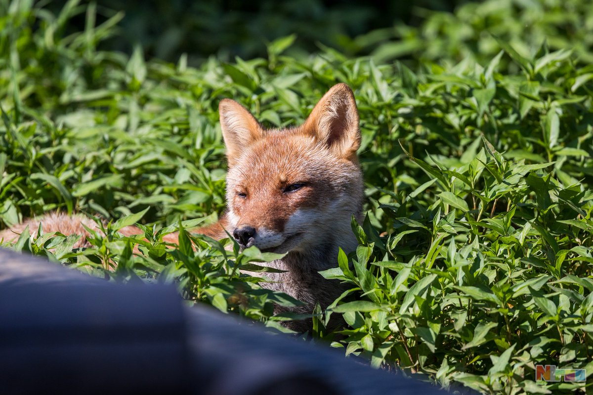 ニラオ tweet media