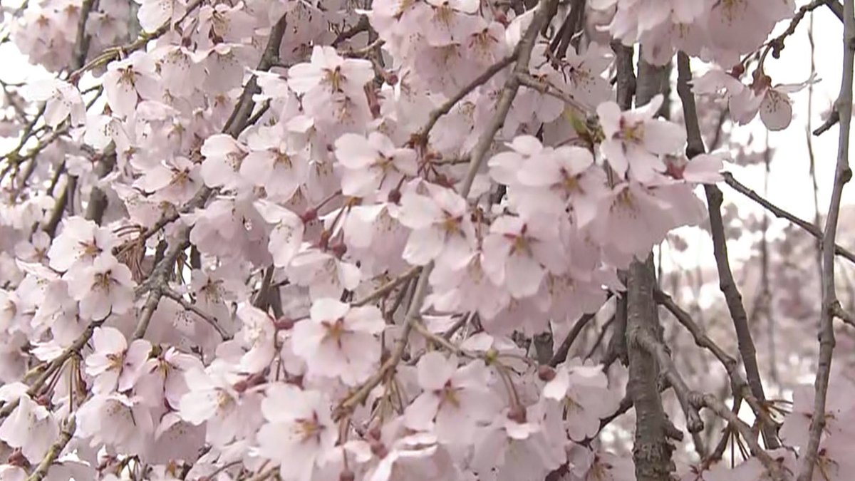 ウォッチン！スタッフ tweet media