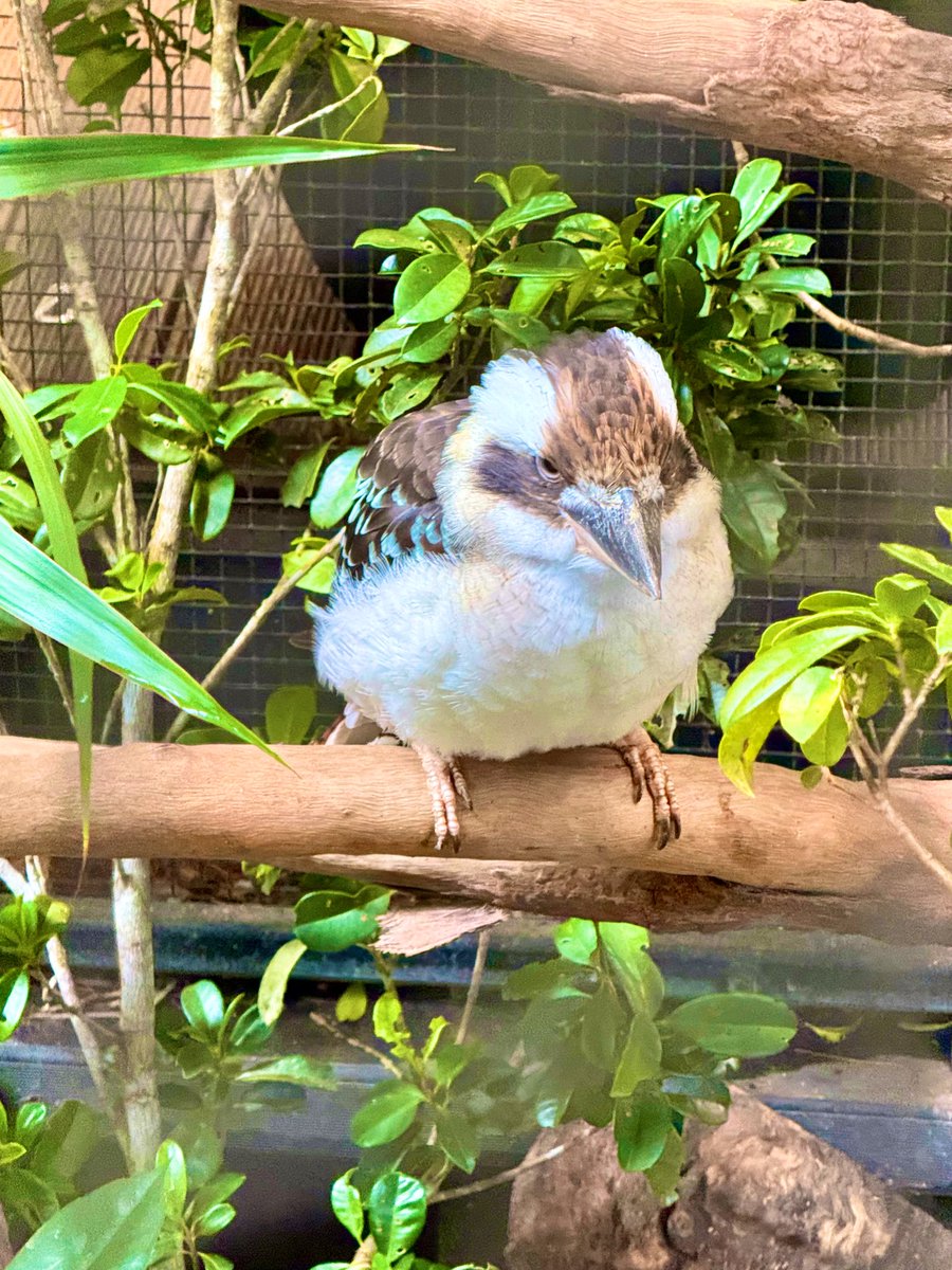 Steveontour1's tweet image. This little chap was quite vocal until I tried to record him. #kookaburra #Cairns #Australia.