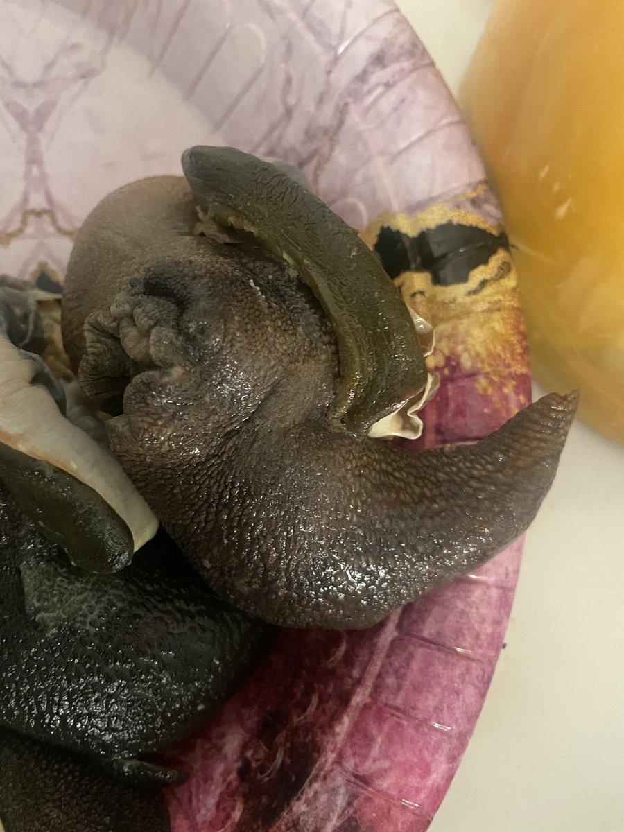 JUSTDOGOOD tweet media