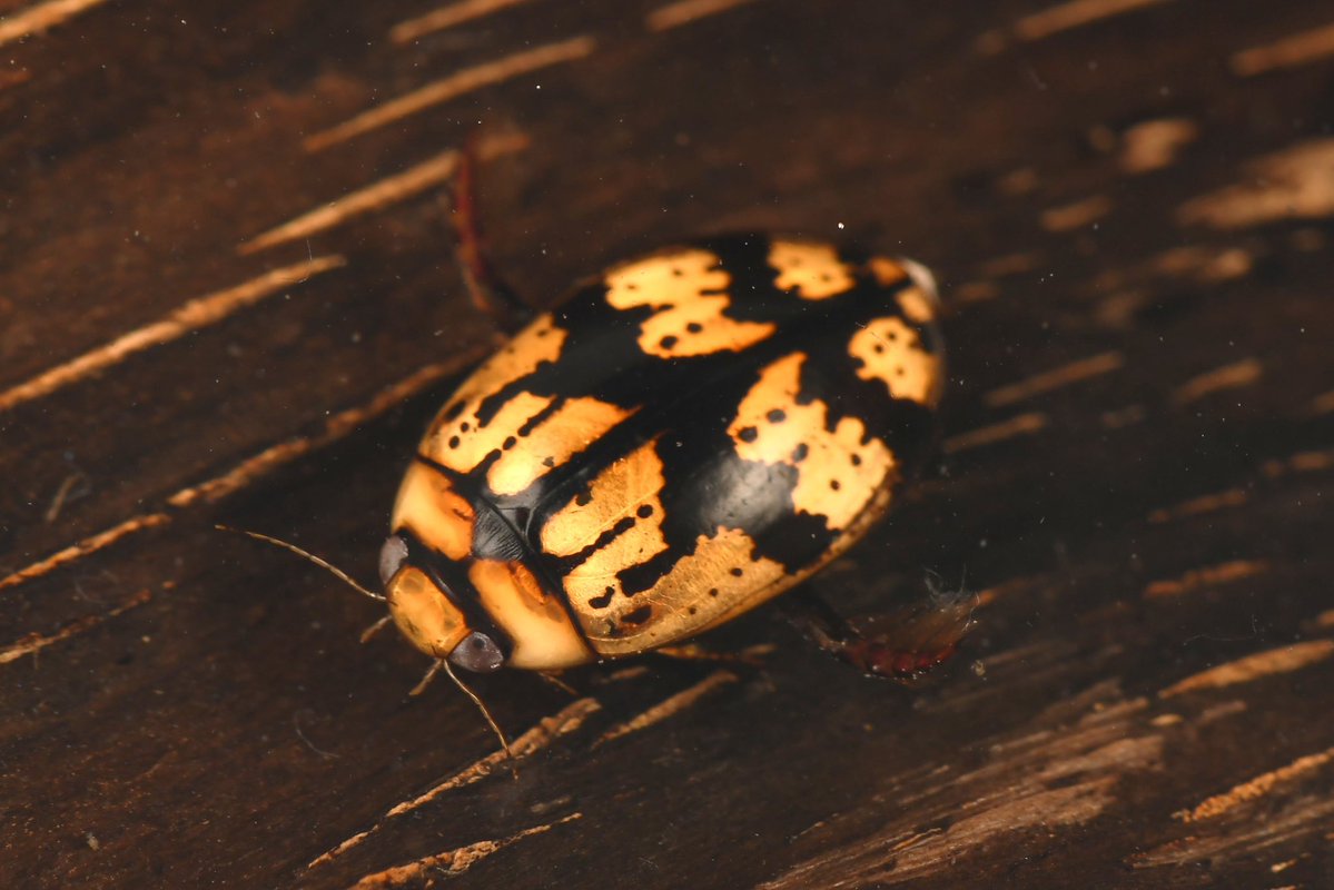 和歌山県立自然博物館 tweet media