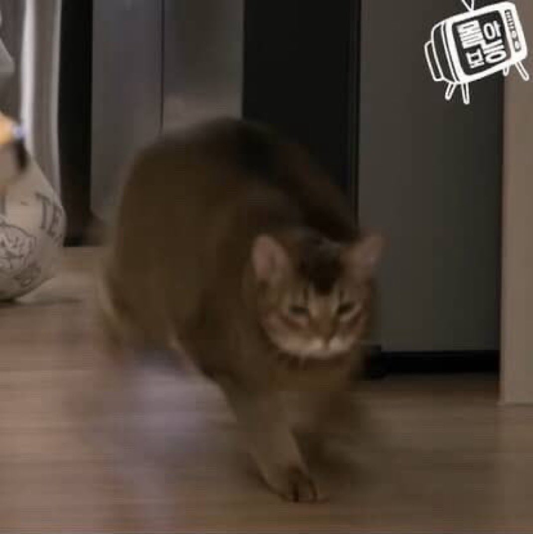 miistenlee 🐈‍⬛ tweet media