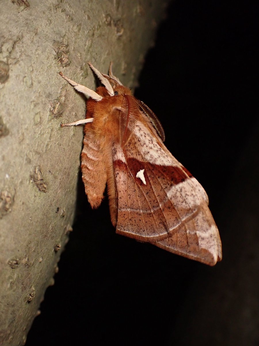 京都大学蛾類研究会 tweet media
