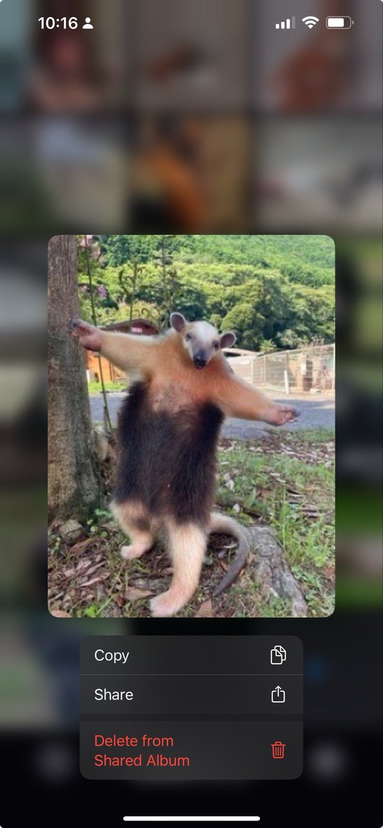 ✧ 𝖑𝖊𝖝 ✧ tweet media