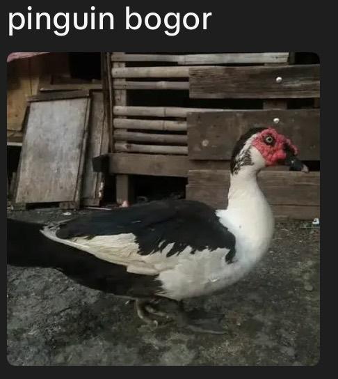 aril piterpen tweet media