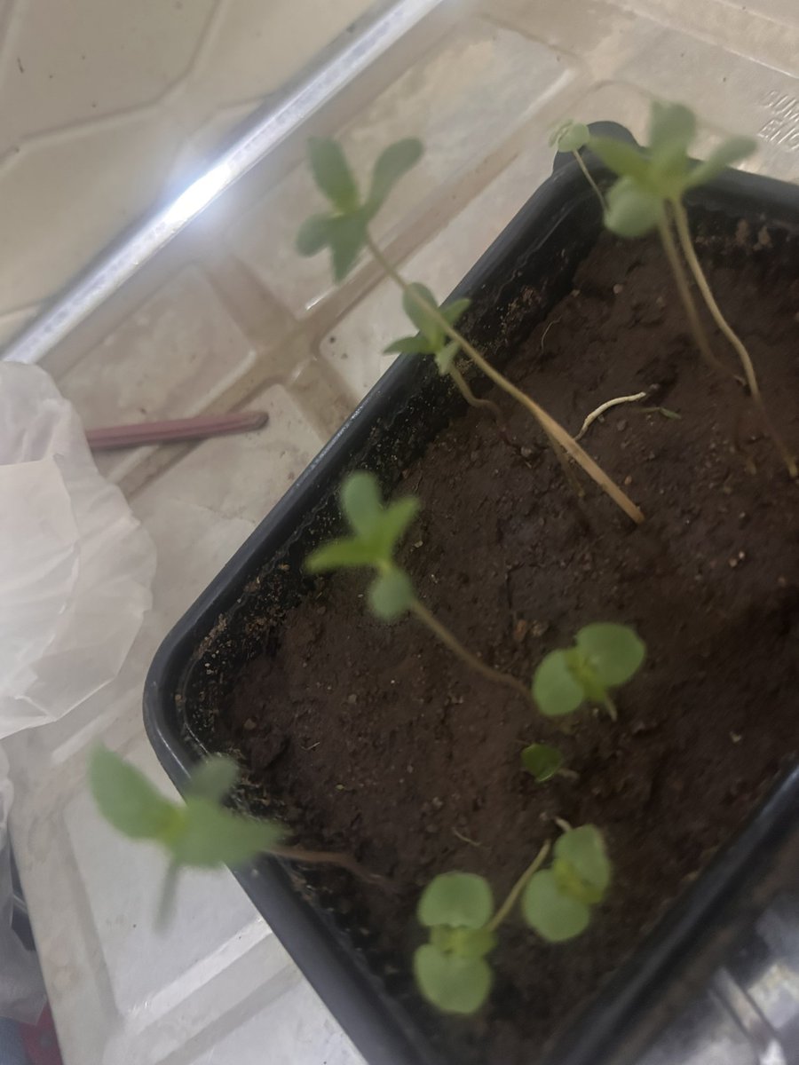 CEDA 🥀 🍃 tweet media