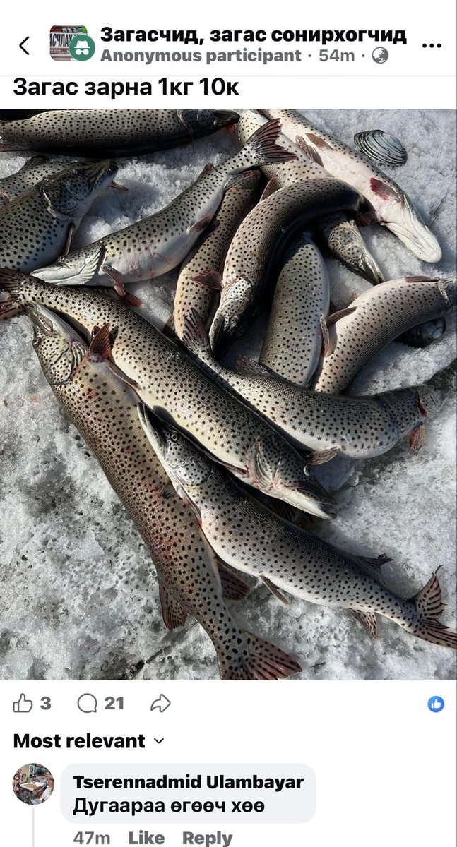 Хангай Базар tweet media