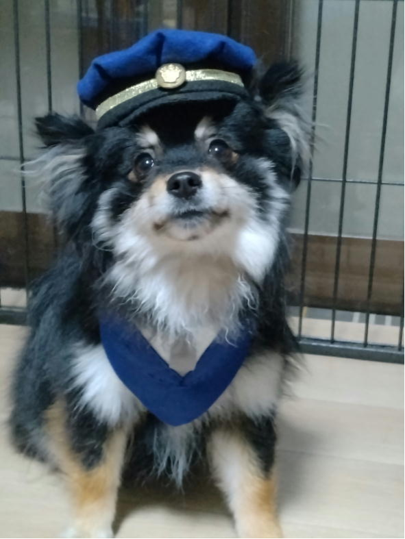 【大台署から】
４月６日、大台署に「ＰＲ犬」登場‼
その名もプクちゃん🐾・テンちゃん🐾
これから交通安全や犯罪抑止、警察官募集等の広報啓発に頑張るワン🐶
＃大台警察署ＰＲ犬