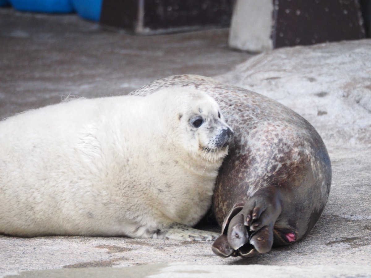 海獣先輩 tweet media