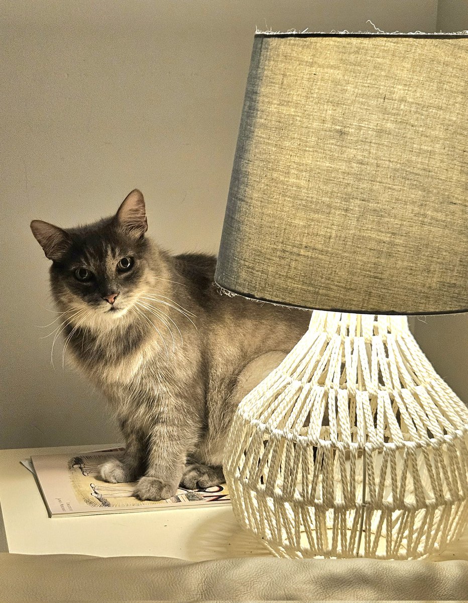 MillyCat 🌈 and RovyCat 🇦🇺 tweet media