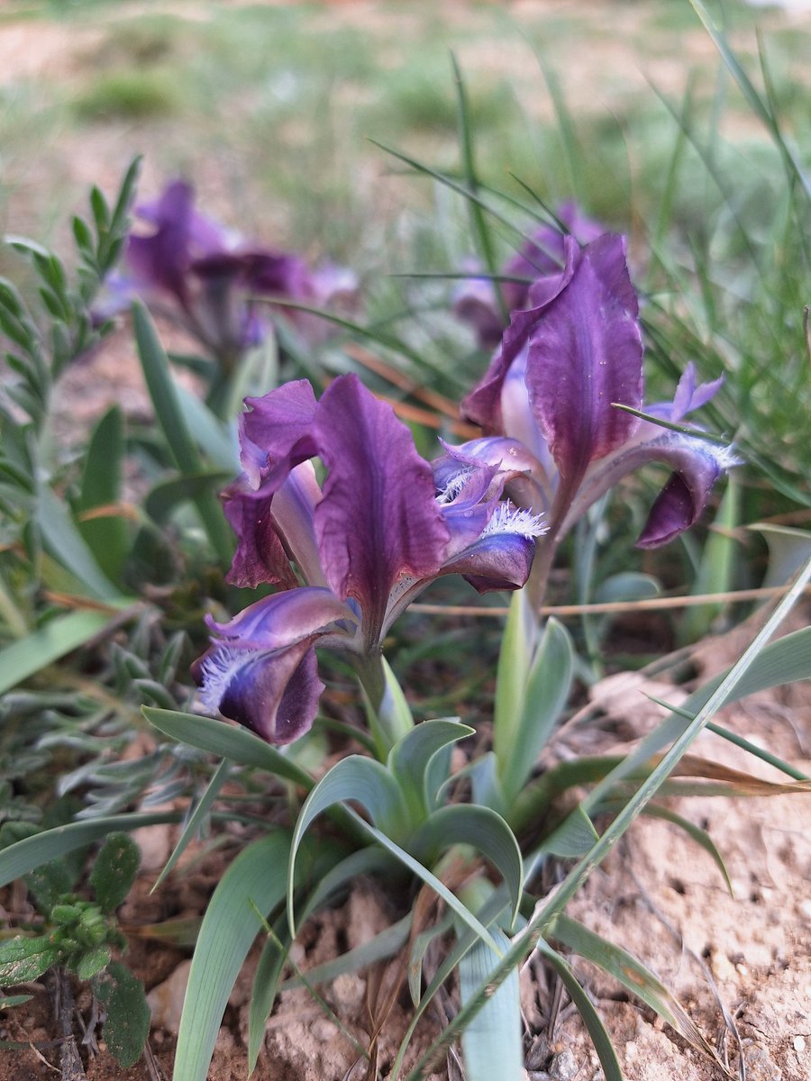 sedanronar's tweet photo. @betulturksoy_ Endemik Iris görmek..💜 https://t.co/KU6njVmY9I
