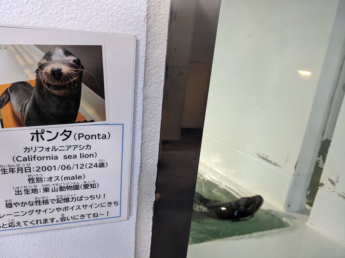 ポンタ(たぬきではない
リニューアルした加茂水族館に来たけど暴風雨で震える…