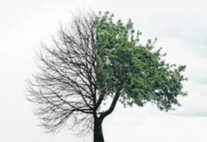 محمد المختار الشنقيطي tweet media