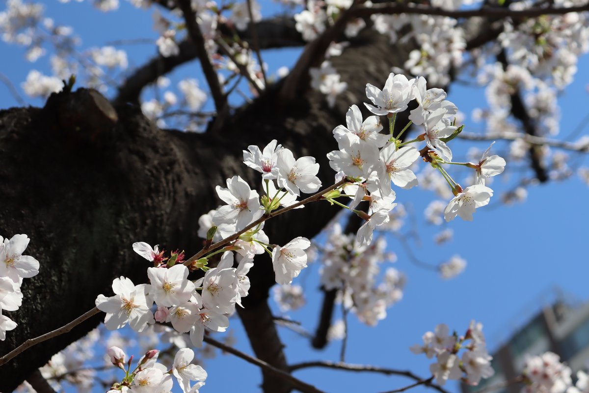MeihoEnterprise's tweet photo. 🌸#目黒川 の #桜 が見頃を迎えました！

#明豊エンタープライズ の本社オフィスが近いので桜を撮影しました📸

暖かい風と気温で、春が来たって感じがしますね。
通勤中の楽しみでもあります🌸✨ https://t.co/EhOVNLwU9d