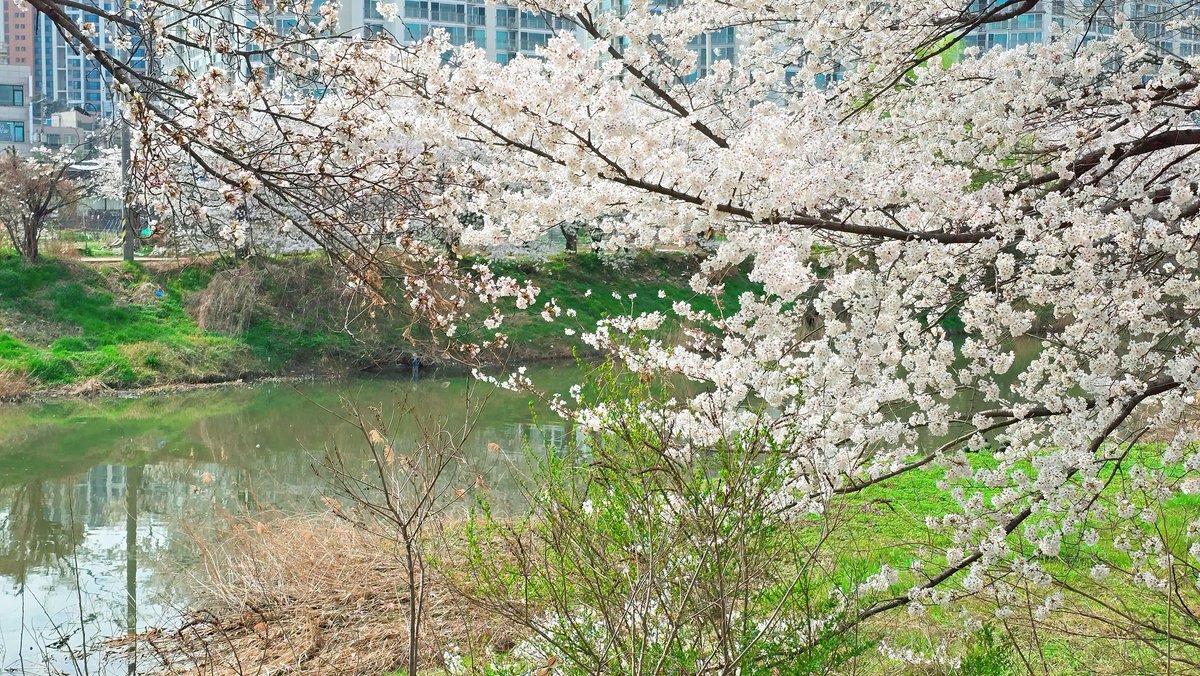 시트러스 tweet media