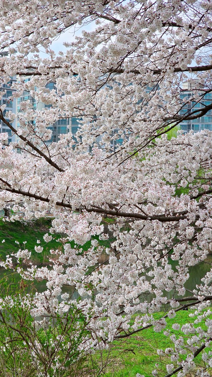 시트러스 tweet media