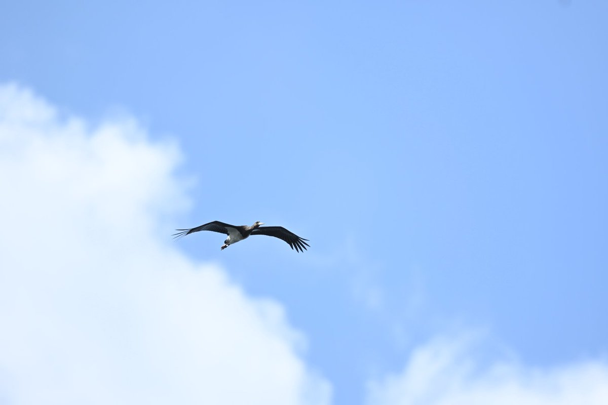 matsutaka tweet media