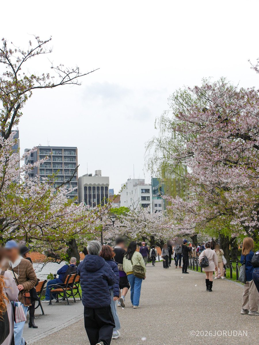 上野恩賜公園 桜開花情報 第八回【最終回】 4月7日(火)🌸 ＼ 詳細