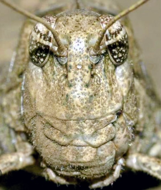 佐藤爪先 tweet media