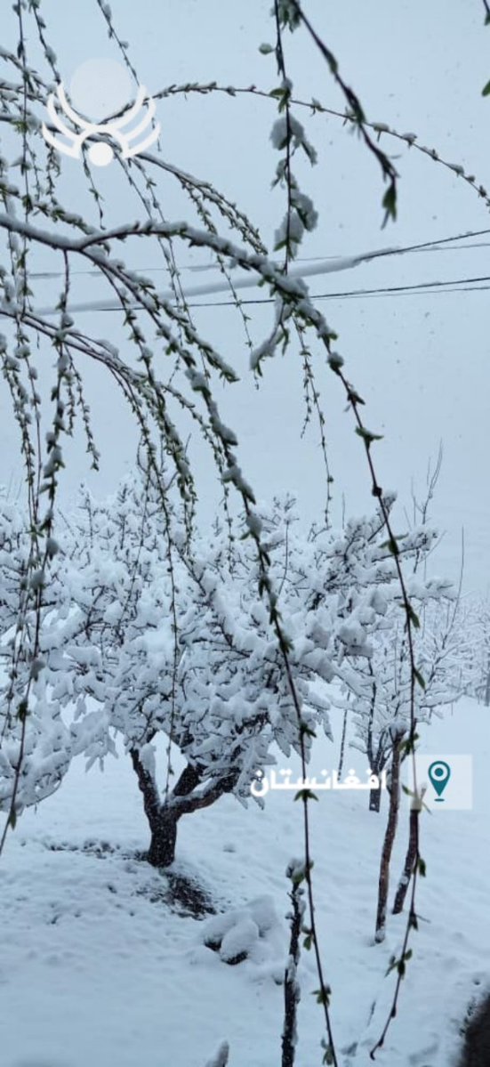 هدایت الله هدایت tweet media