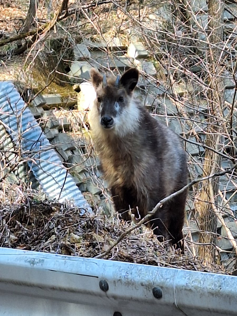 北山ダムのアイドル、カモシカ君は無事に冬を越したようです
　#麻績村
　#聖高原
　#北山ダム