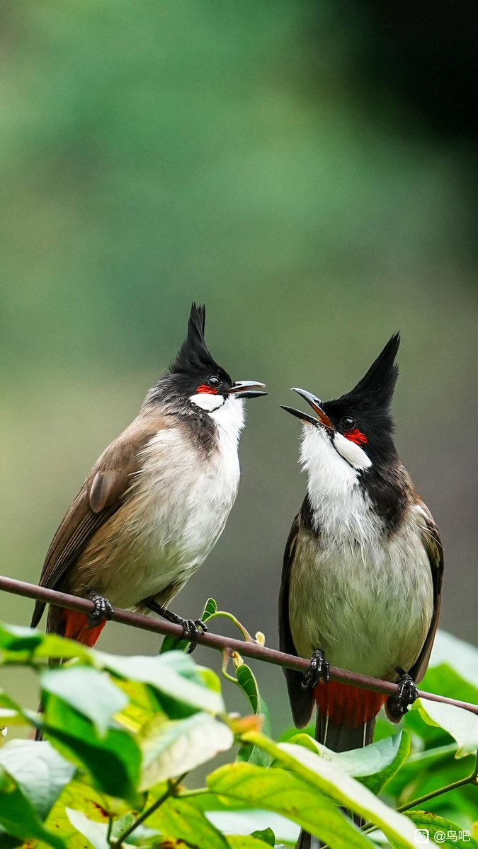 Villy Qiu tweet media