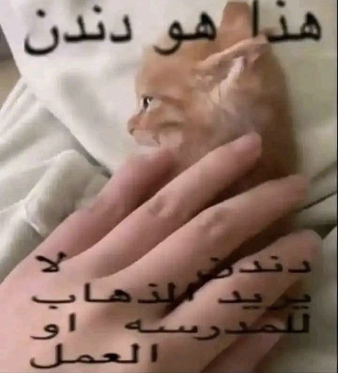 LostAngel tweet media