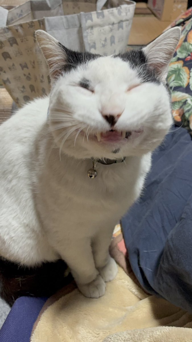 臨済宗妙心寺派 松壽山不徹寺 tweet media