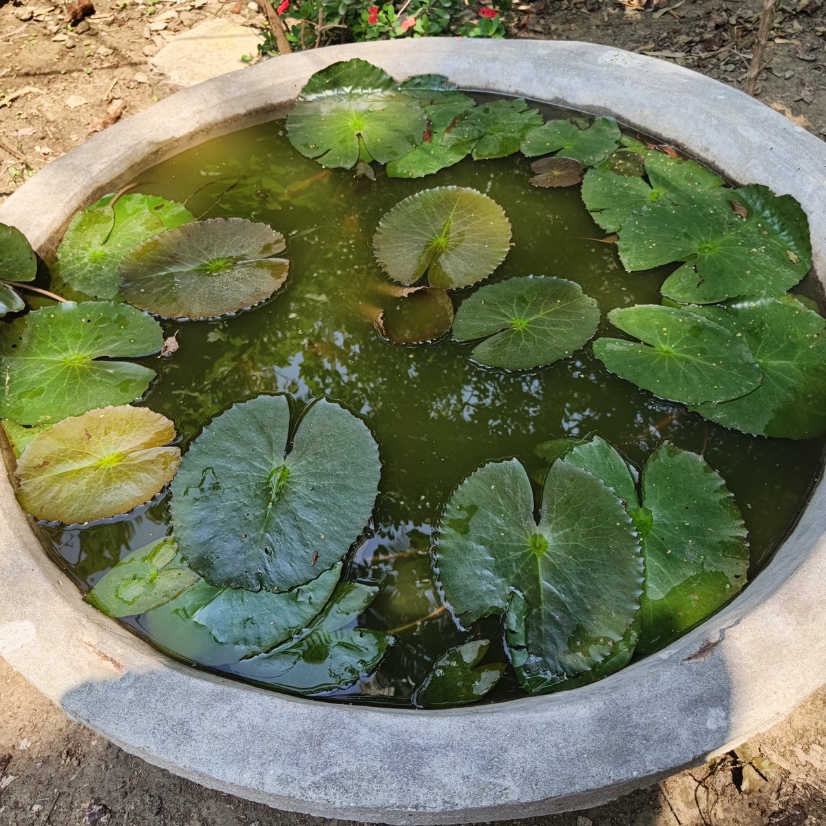 Proma Rahman tweet media