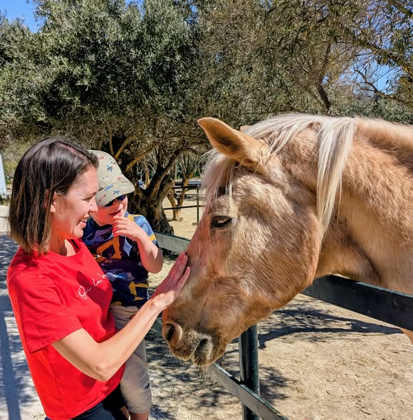 ARCH (Centro Andalucí de Rescate de Caballos) tweet media