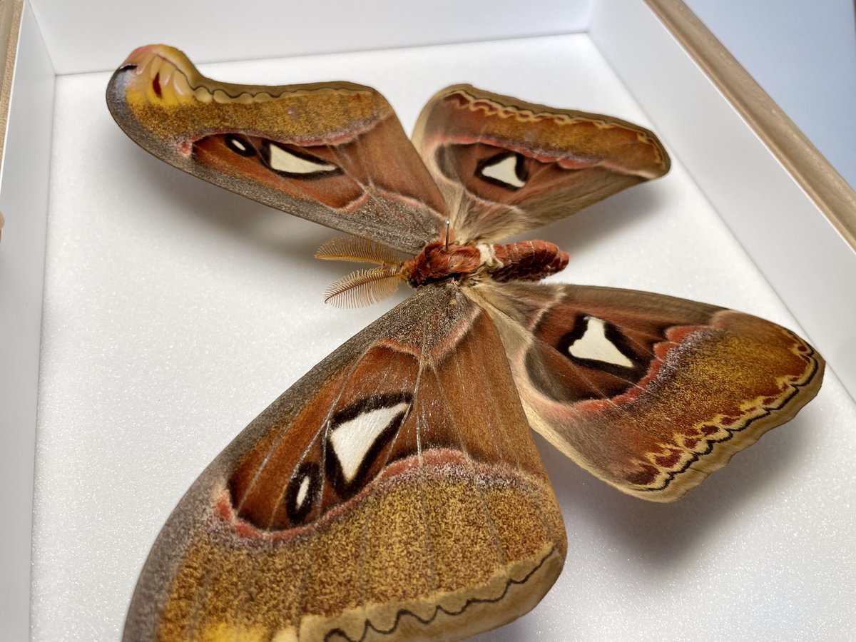 偽・冥王円 tweet media