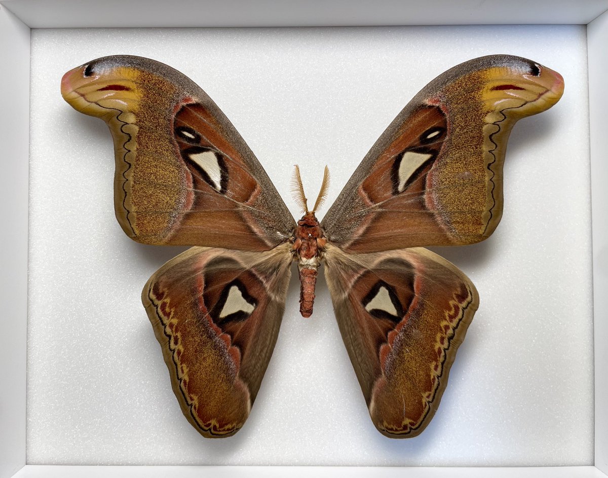 偽・冥王円 tweet media