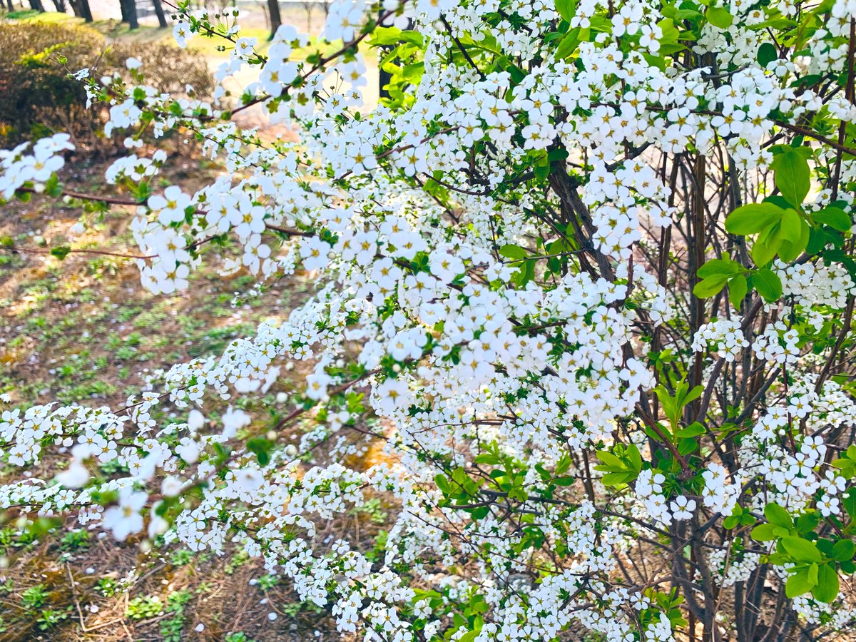 김희숙 tweet media