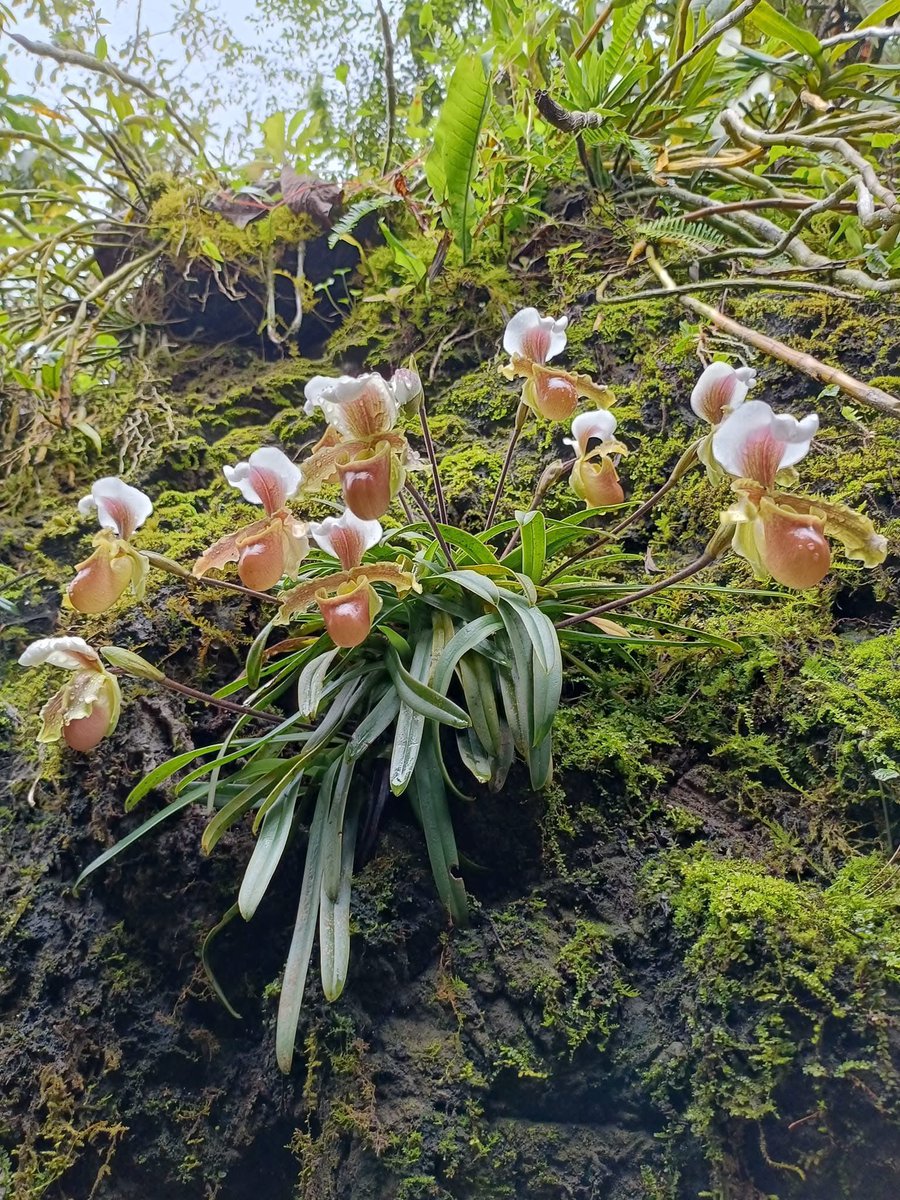 Cong Phan tweet media