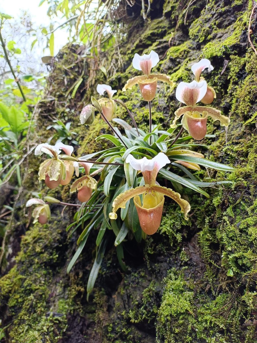 Cong Phan tweet media