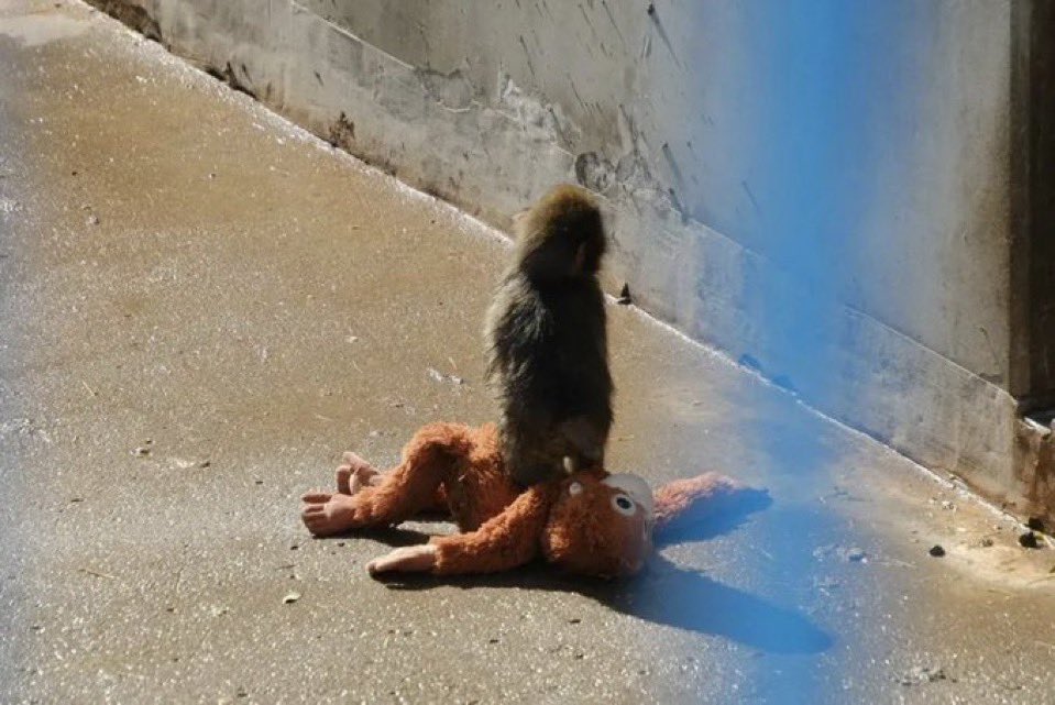 murf $punch tweet media