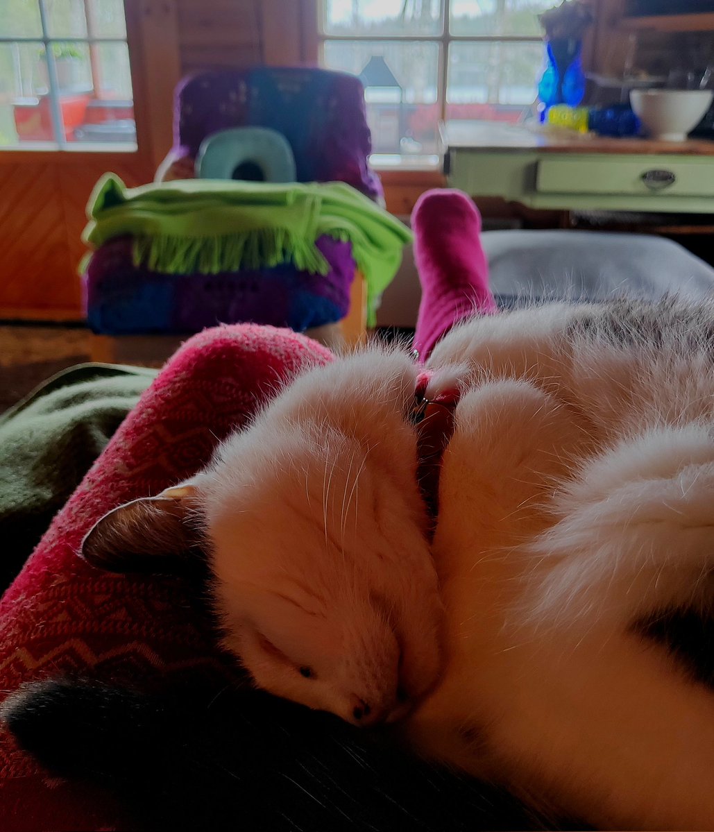 ElseKruskopf's tweet image. Hyvää huomenta tiistaita. Vielä mökkimuistelut❤️ Ennakkomainos jos olet Helsingissä 18.4.klo 16.00. Laita ylös kalenteriin. Jalo chillaa❤️🐱 Illalla kuoroharkat. Kohta on hallussa kaikki detaljit 🎼 ❤️#Finland  #cottage #Catsoftwitter #Jalo #StandWithUkraine️ 💛💙🇺🇦