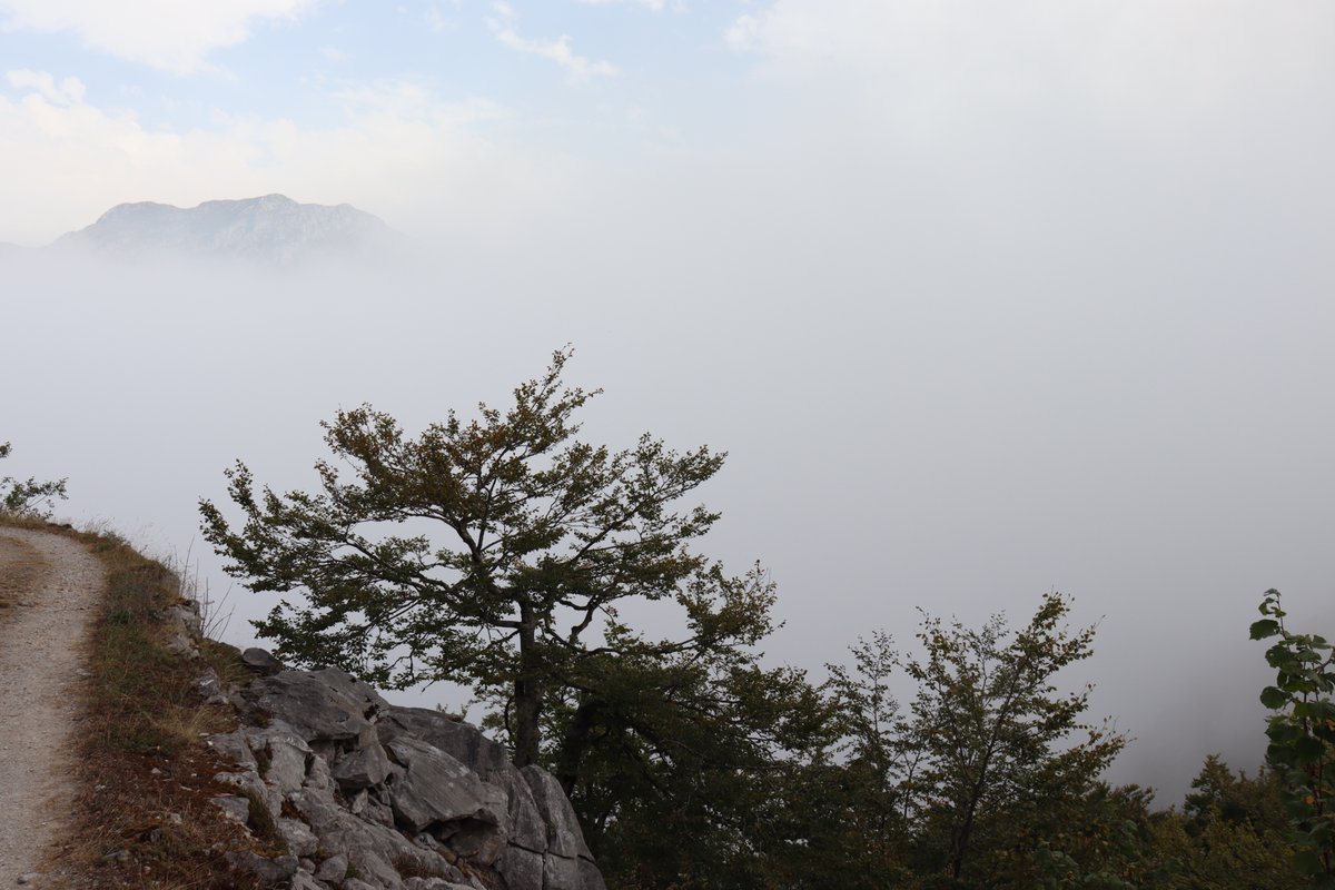 manuelacasasoli's tweet image. From my hikes...

Trees fading into the fog.

Picos de Europa
Spain - 2025

Have a good day!

#hiking #thicktrunktuesday #nature #trees